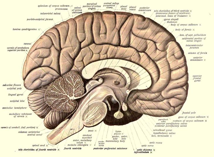 image_1831e-Human-Brain