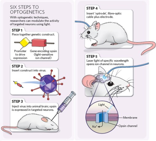optogenetics