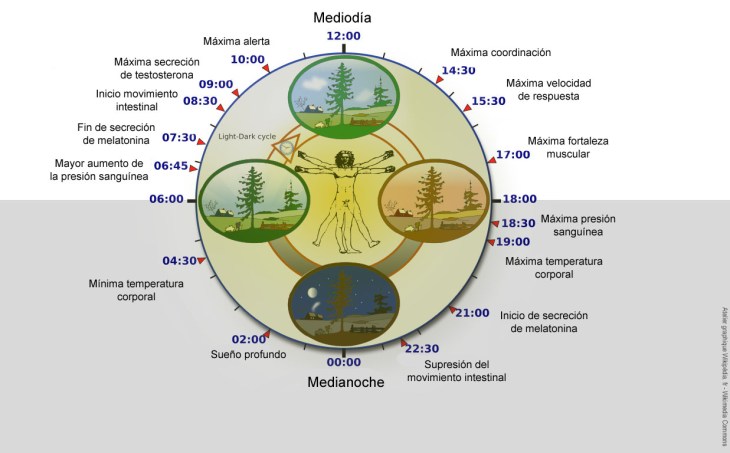Ciclo circadiano_02_Mod-letras