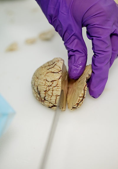 Each-sliver-of-lobe-must--005