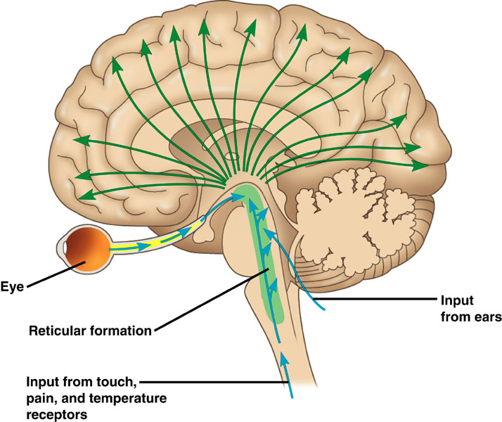 reticular-formation2