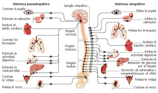 sistema_nervioso