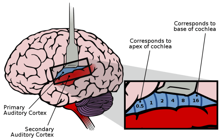 800px-Auditory_Cortex_Frequency_Mapping.svg