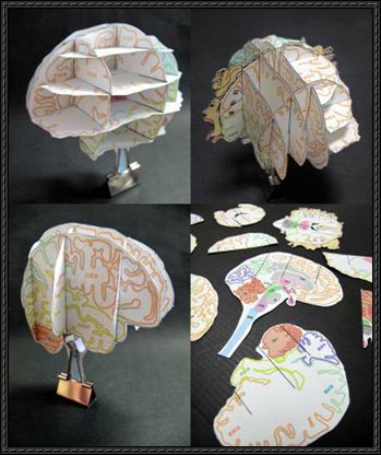 Brain-Atlas-Paper-Craft
