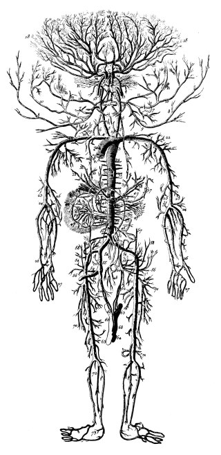Sistema Circulatorio