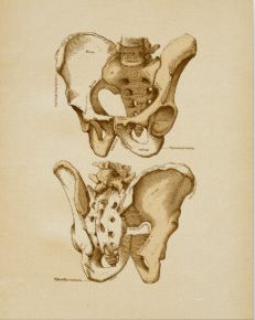 Pelvis