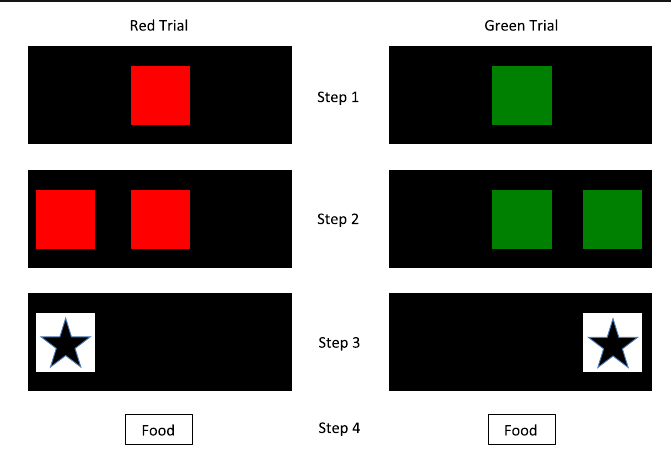 Las Pantallas del Experimento