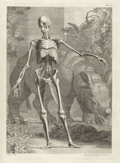 El Rinoceronte Clara