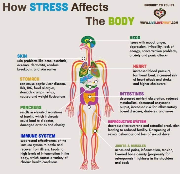 Efectos del Stress en el Cuerpo