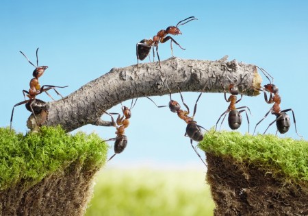 team-shutterstock_809553161-1000x700