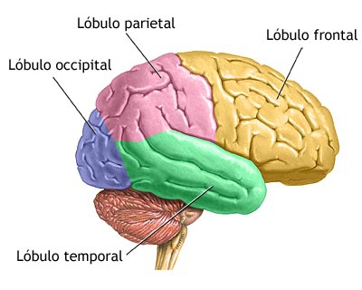 Los Lóbulos Cerebrales