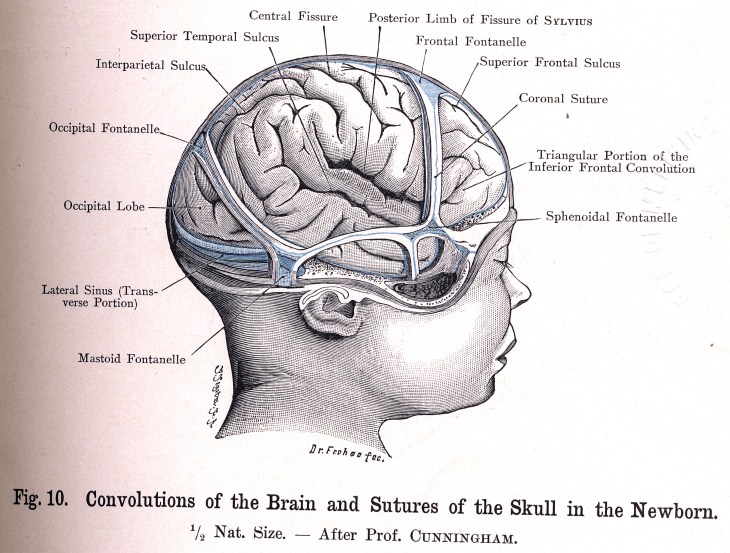 Cerebro de un Recién Nacido