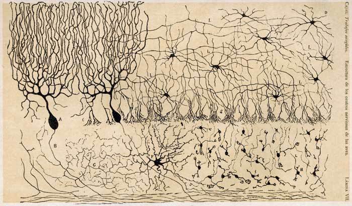 Representación de las Neuronas, Santiago Ramón y Cajal.