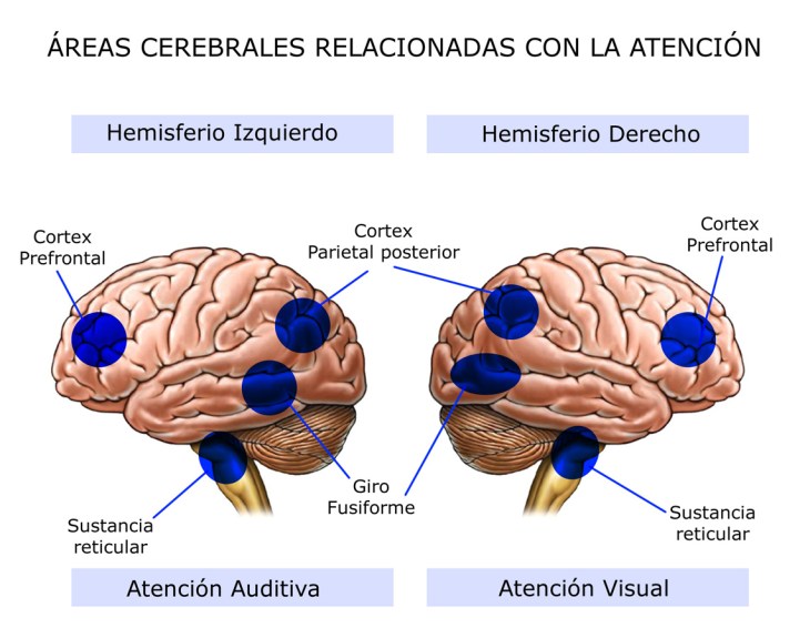 Áreas Cerebrales Relacionadas con la Atención