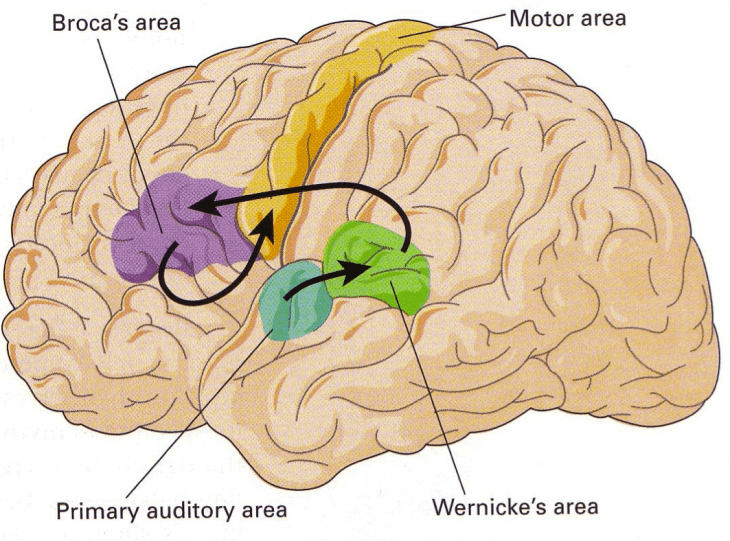 Área de Broca y Área de Wernicke