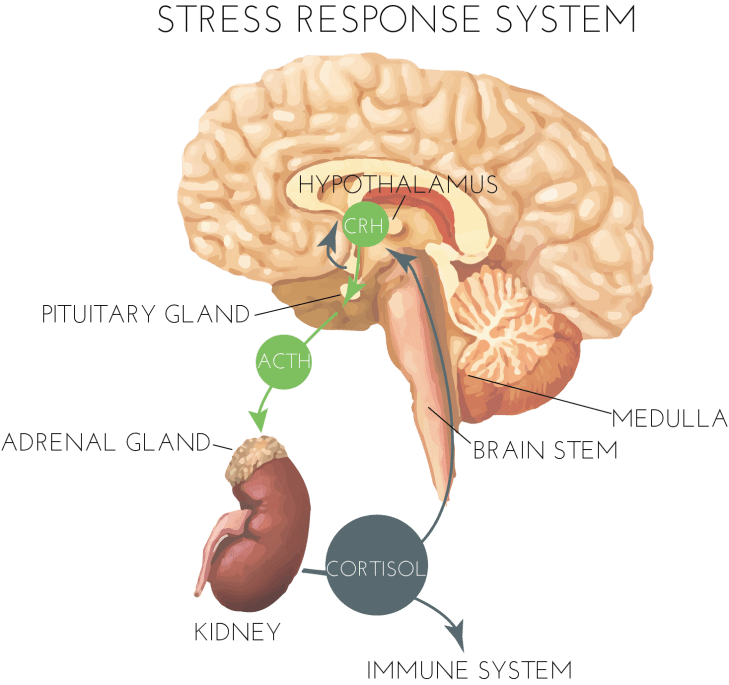 La Respuesta Al Stress