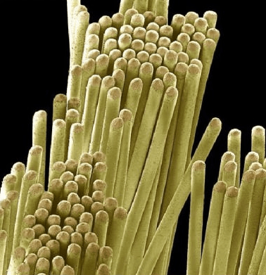 Cerdas de Un Cepillo De Dientes Usado